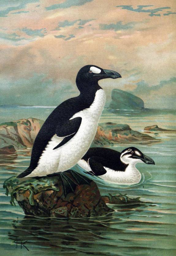 Desenho do Great Auk, o 'pinguim' do hemisfério norte, ave que foi extinta pelo homem e que vivia na região norte do planeta